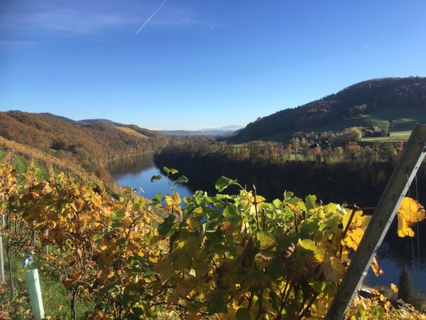 Vigne de Bechtel Weine à Eglisau Bechtel à Zurich