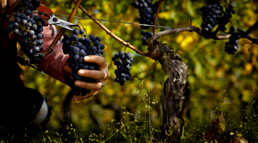 Les Frères Dutruy - la vigne, le raisin, les vendanges