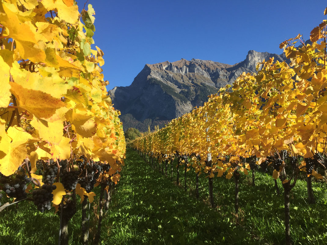 wiine Lampert vigne Mainfelden