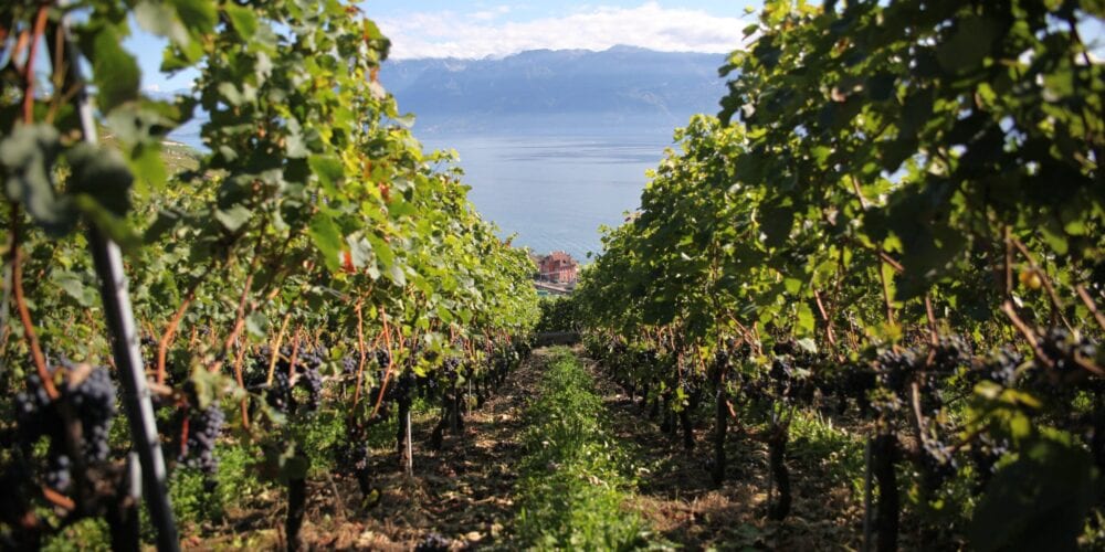 ville-de-payerne-vigne lavaux gilles musy cave abbatiale