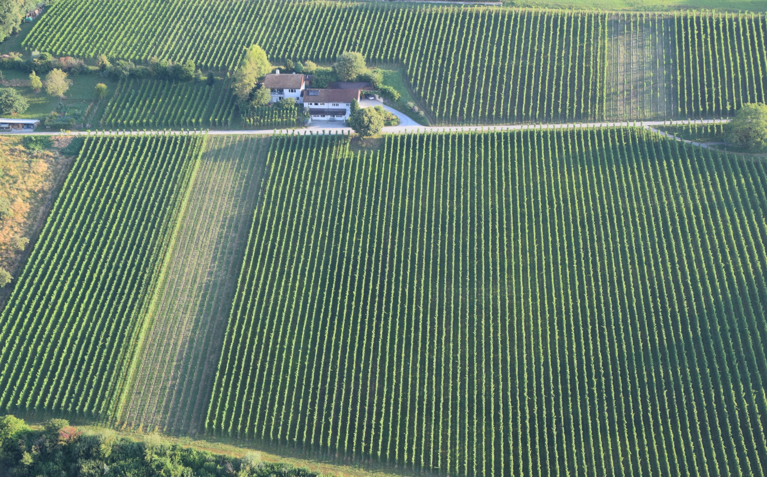 wiine martin wolfer weingut