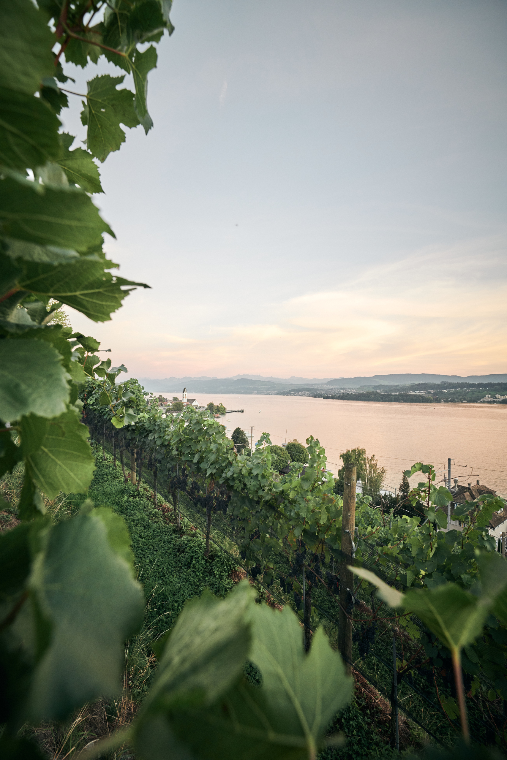 Alain Schwarzenbach, Schwarzenbach Weinbau Goldenerküste